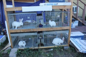 Rabbits all in their respective cages