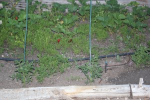 More strawberries, with a bunch of tomato plants