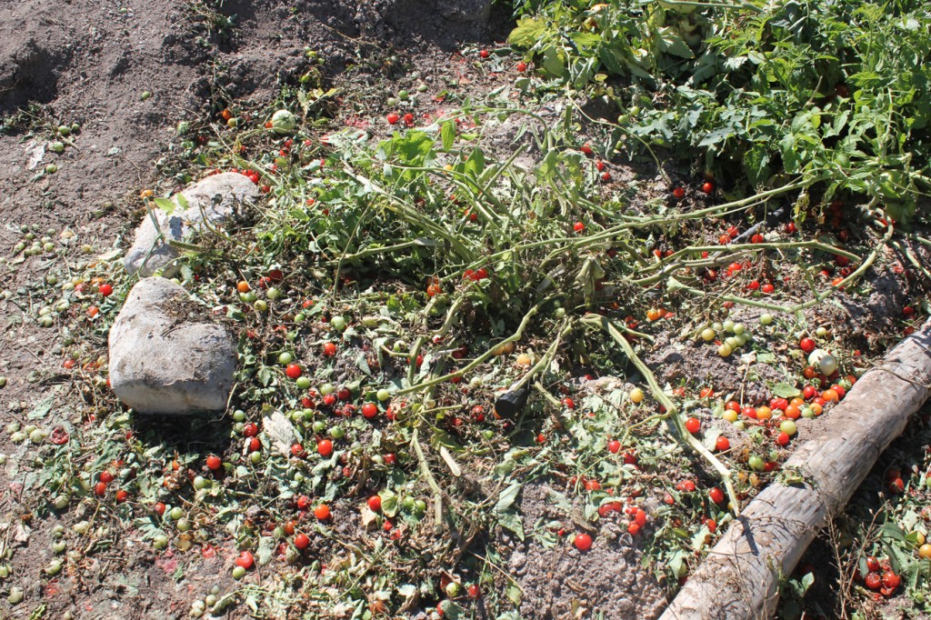 cleared out tomato area