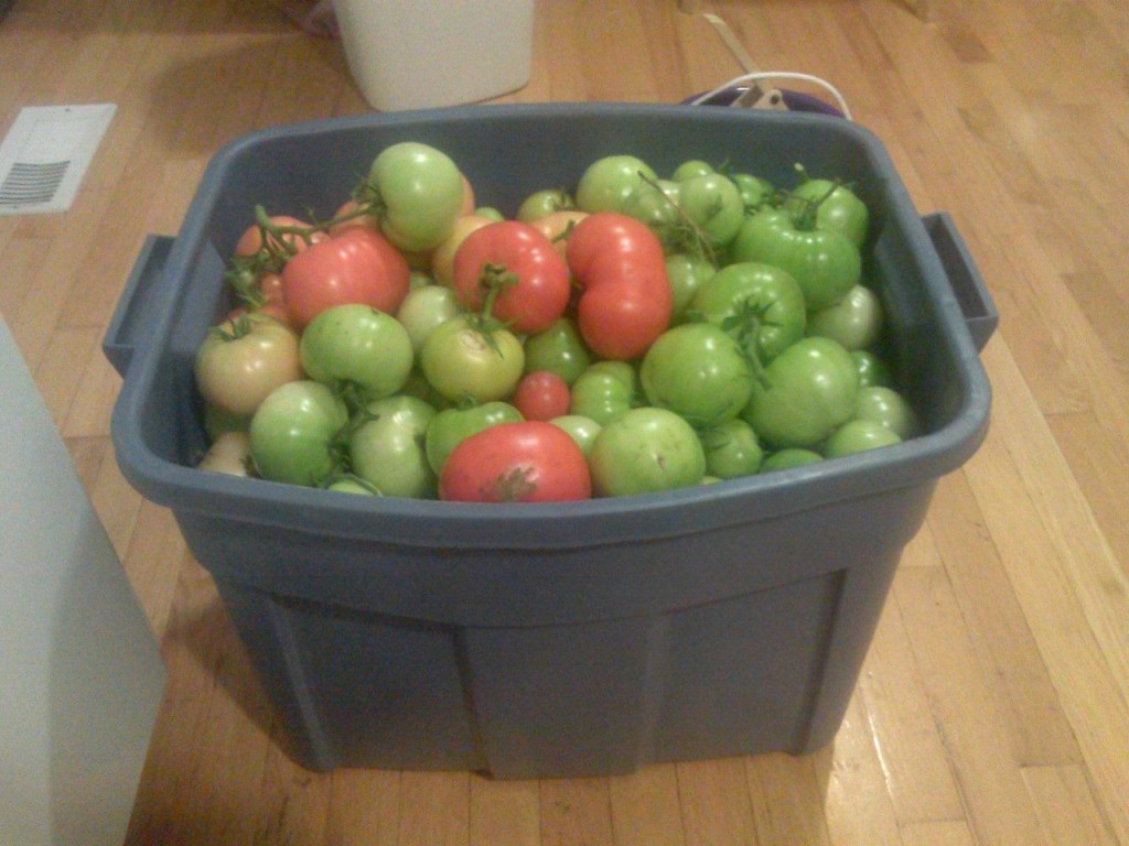 82 lbs of tomatoes
