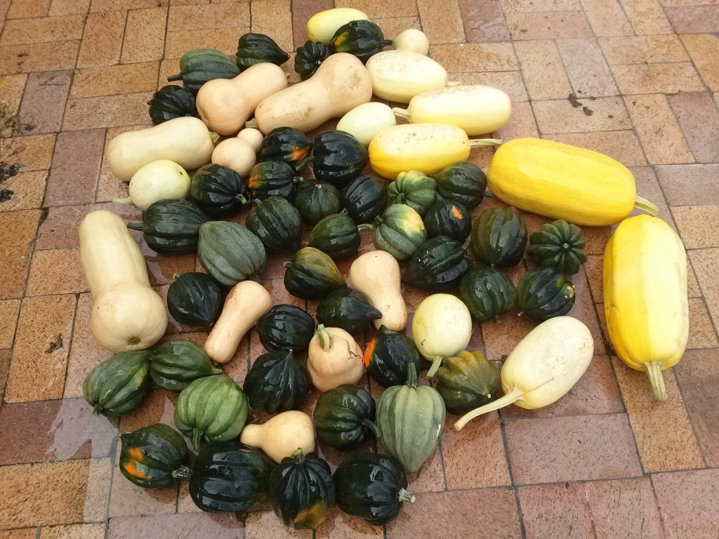 squash harvest from the main squash garden bed