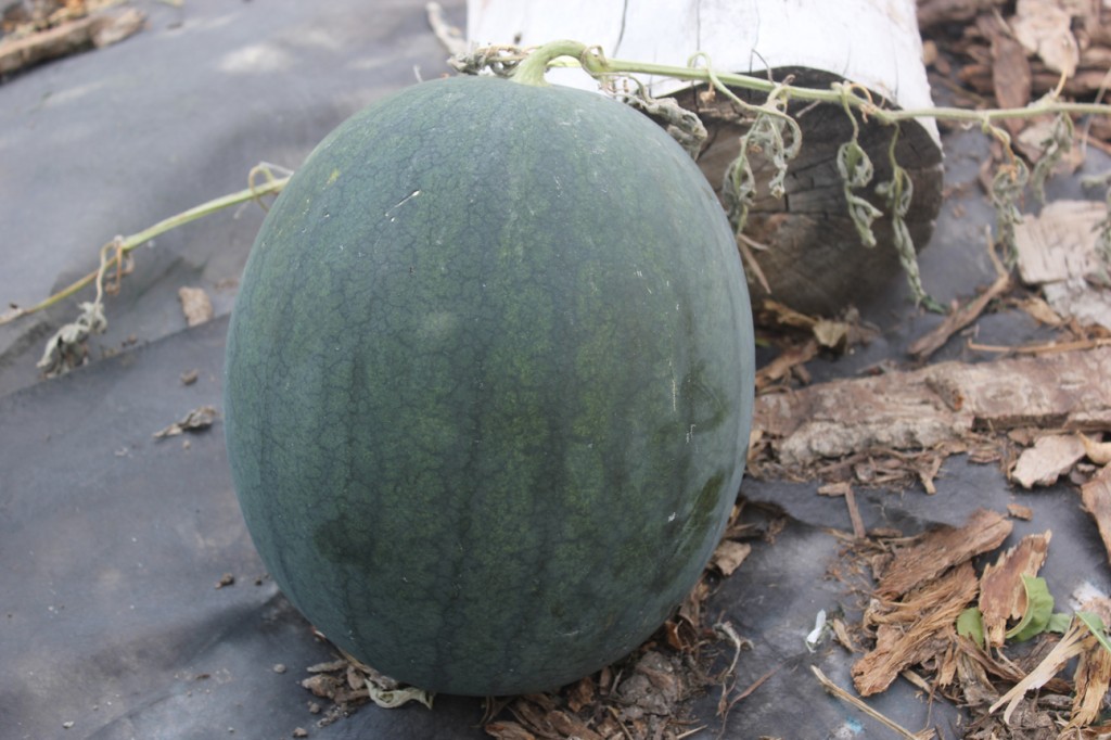 larger watermelon