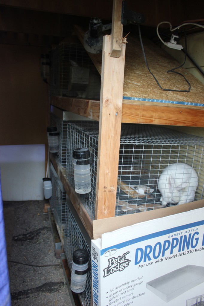 new rabbit setup under the deck