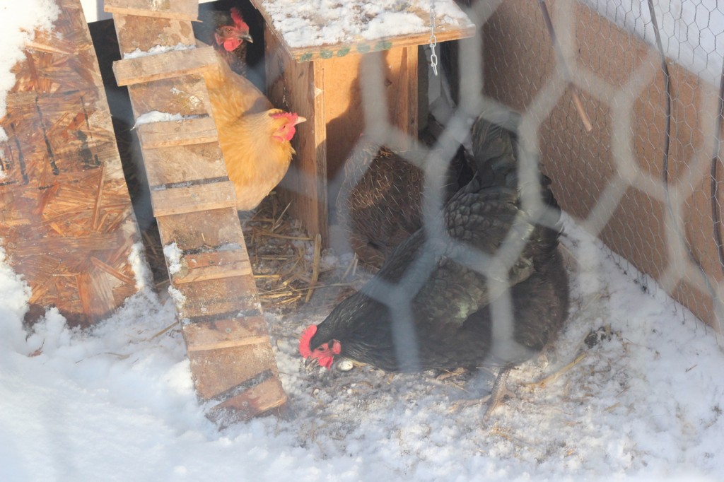 snow hens and buns 062