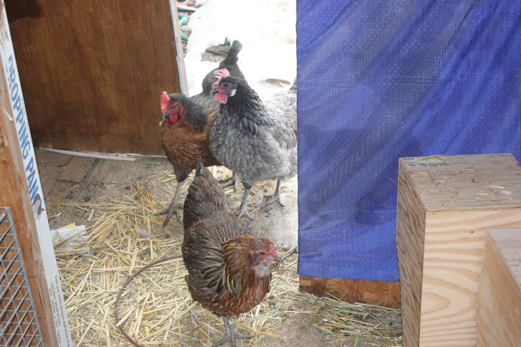 chickens like to come into the rabbit area and scratch around