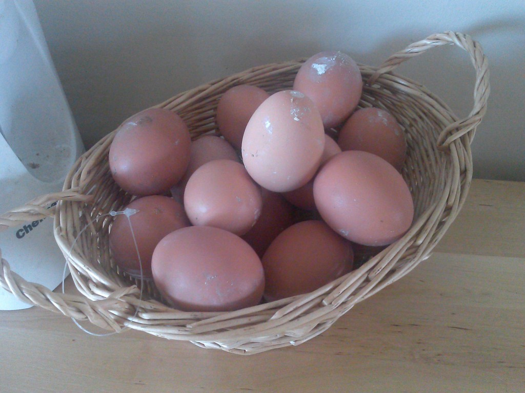 first eggs of 2015